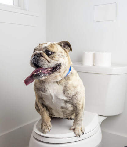 dog-on-toilet_01_jwb-1